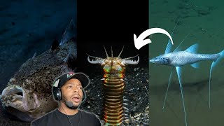 21 Minutes of Deep Sea ALIENS  Explained [upl. by Eirak637]