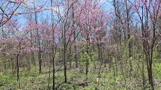 The Redbud Forest [upl. by Lauzon]