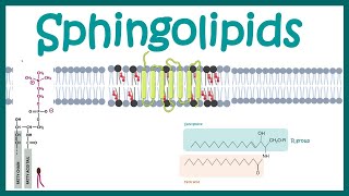 Sphingolipids  Chemical structure  biogenesis and function [upl. by Aoniak]