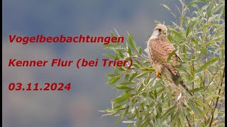 Vogelbeobachtungen Kenner Flur bei Trier  03112024 [upl. by Voltmer]