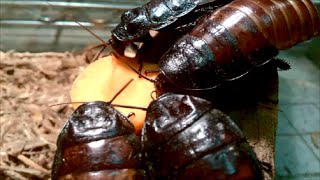 Madagascar Hissing Cockroaches [upl. by Peppy491]