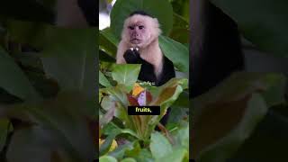 Curious Capuchins The Enchanting World of Capuchin Monkeys shorts capuchins [upl. by Buddy]