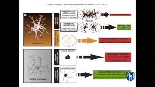 Neuroinflammation  A Zimmerman MD [upl. by Agbogla325]