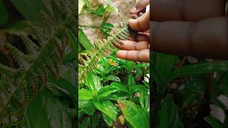 Sporangia in Fern plant [upl. by Nylsirhc]