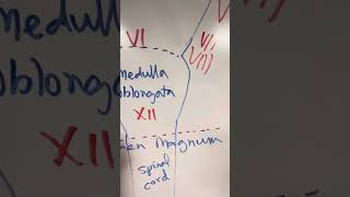 Whiteboard Session Cranial Nerve Origin and Exit Points [upl. by Wagshul]