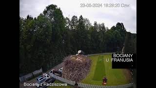 BOCIANY Z RADZISZOWA –gniazdo bocianie  transmisja na żywo [upl. by Singband]