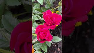 Red roses in my back garden [upl. by Anaugal]