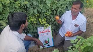 Seminis Bayer Company Hybrid Tomato Ashutosh 🍅 pH 9440933489 [upl. by Troy]