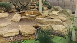 quotThriving Through Naturequot Arid Mediterranean  South African immersive enclosure at Marwell Zoo [upl. by Alarice284]