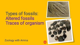 Fossils  Types of fossils part 2  Altered fossils  Traces of organisms [upl. by Belldame]