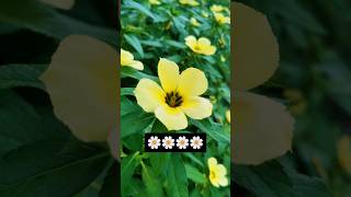 FLOWER turnera subulata🌼🍃😀 nature flowers subscribemychannel shortvideo [upl. by Alyal240]