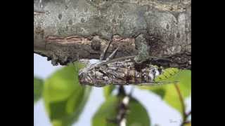 le chant des Cigales en Cévennes juillet 2013 France singing of Cicadas [upl. by Frissell]