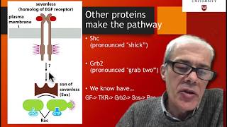 43 How is ras involved in signaling [upl. by Adabelle]