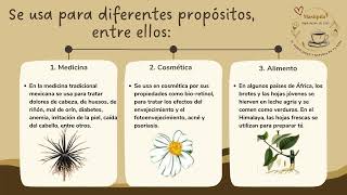 TODO SOBRE LA MASIQUIA BIDENS PILOSA [upl. by Alletse]