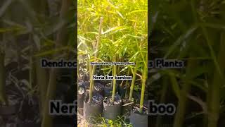 Dendrocalamus giganteus plant of 2024 Neria live bamboo  7002791693 [upl. by Ada806]