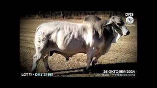 AU ALBIDUS BRAHMAN PRODUCTION AUCTION 26 OCT 2024 11H WARMBAD VEEMARK BELA BELA [upl. by Bunder]