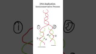 DNA replication  Viva Voce biochemistry [upl. by Naihs952]