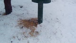 Sparrows on the ground feeding By Philip cockram [upl. by Presley362]