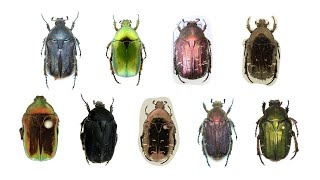 9 Species of Cetonia Genus Chafer Beetles  Family Scarabaeidae Genus Cetonia amp Their Latin Names [upl. by Conrade]