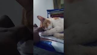 cat catlover cats funnyvideo funnycats viralshort viralsong viralvideo animals animallover [upl. by Mintun]