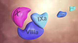 Coagulation Cascade Animation  Physiology of Hemostasis [upl. by Aelc]