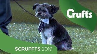 Scruffts Final and Winner Announcement  Crufts 2019 [upl. by Nossaj236]