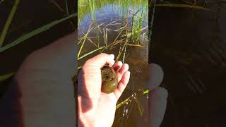 Natural apple snails picking by hand  Big snails short video live schnecken natural [upl. by Baptiste87]