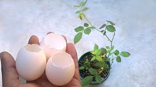 Eggshell fertilizer for any plants and flowers  Homemade fertilizer [upl. by Aicineohp]