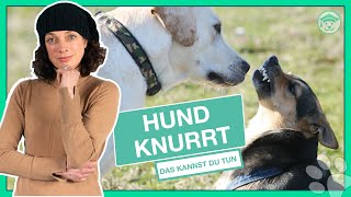 Dein Hund KNURRT andere an 3 Gründe und Lösungen für das Knurren [upl. by Ahsital135]