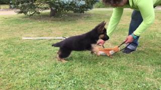 EDUCATION CHIOT BERGER ALLEMAND POIL COURT POIL LONG [upl. by Branden]