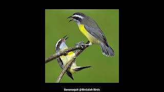 Bananaquit Bin3aiah Birds [upl. by Hahnke564]