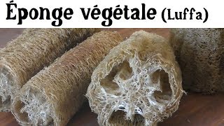 Éponge Végétale la Luffa [upl. by Philis]