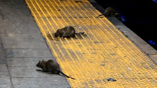 Rat problem in NYC [upl. by Haroppiz924]