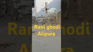 Rani ghodi Alipura tonk Tejaji ka song rajasthani bestindianhorse tending shortsviral horse [upl. by Noxin]