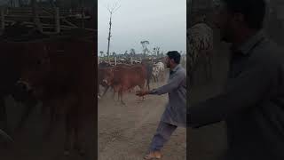 Wacha Farming  Bachra Farming in Pakistan [upl. by Wooster]