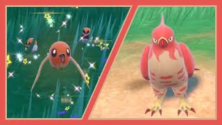 FULL ODDS SHINY TALONFLAME  Pokemon Violet Full Odds SBQ 1 [upl. by Cilo]