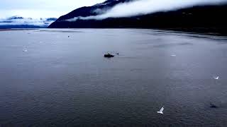 Skeena River Ooligan Run 2022  DJI Mini 2 [upl. by Nnylirehs853]