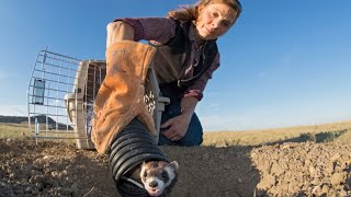 Fighting Extinction – The Blackfooted Ferret Success Story [upl. by Ttehc]