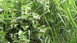 Lamium album  Weiße Taubnessel White Deadnettle [upl. by Refotsirhc702]