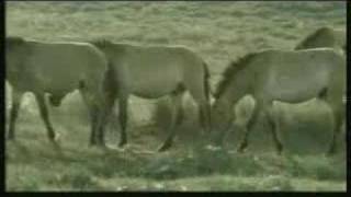 Mongolian Wild Horse [upl. by Arno]