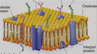 Cell Biology How living Organism formed  From a single [upl. by Filahk]