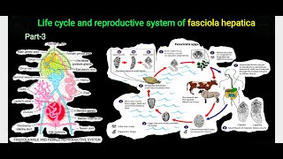 Fasciola hepatica part 3  life cycle and reproductive system  bsc 1st semester bio notes [upl. by Nedry758]