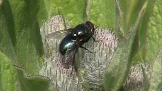 Blow Fly Calliphoridae Calliphora on Blossom [upl. by Hibben]