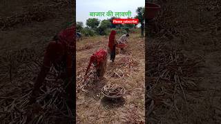 खेत 🌾 किसान खेती बाड़ी बाजरा की लावणीvillagelifestyle sunitadangivlog shorts [upl. by Boyden]