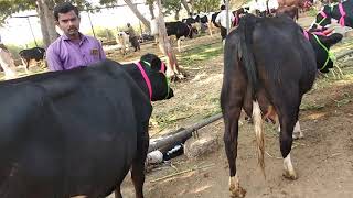 Cow market loni District Ahmednagar Maharashtra [upl. by Shapiro]