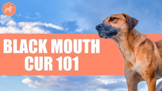 Black Mouth Cur 101 All About This Hunting Protective Dog Breed [upl. by Tymothy]