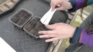 Propagating Trichocereus Pachanoi Cactus from seed  San pedro cactus [upl. by Maurey633]