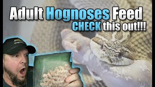 My ADULT Hognose snakes feed So cool [upl. by Fechter]