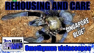 O violaceopes quotSingapore Bluequot Rehouse and Care Notes [upl. by Maiga426]