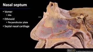 Nasal Cavity Sinuses and Ear  Nasal Septum [upl. by Annahpos]